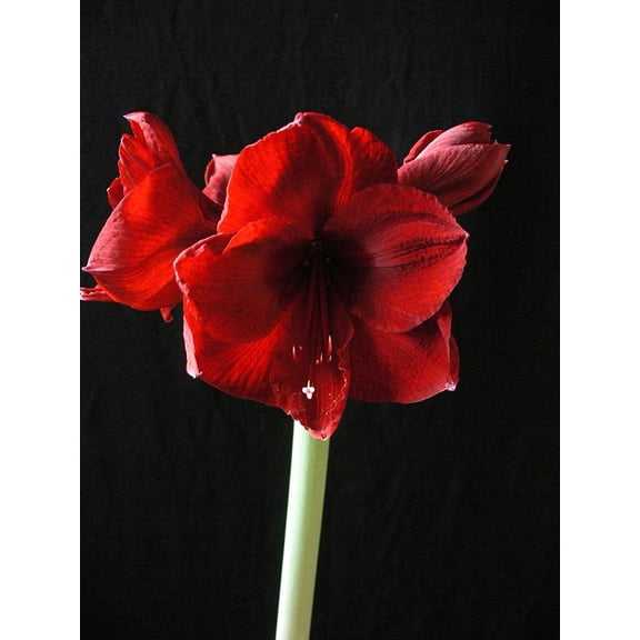 Black Pearl Amaryllis Bulb Single Blooming