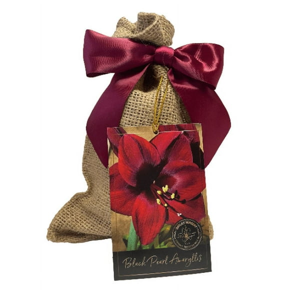 Black Pearl Amaryllis Bulb in Burlap Gift Bag!! Easy to Grow Bulbs--Includes Growing Medium--Great Holiday Gift!!!