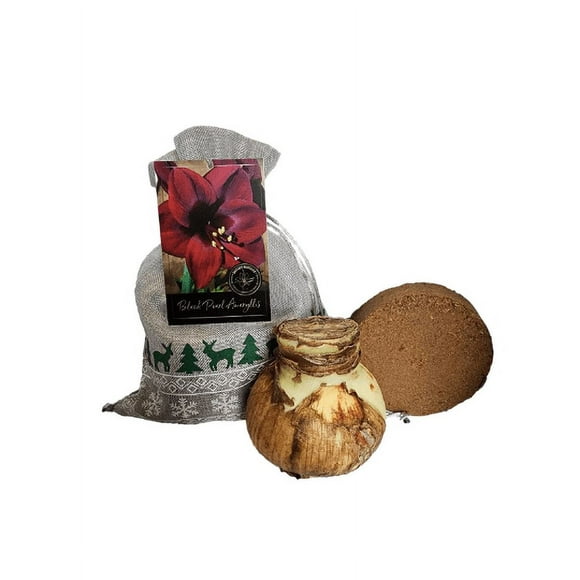 Black Pearl Amaryllis Holiday Gift Growing Kit, Includes a Gift Bag, Amaryllis Bulb, & Professional Growing Medium