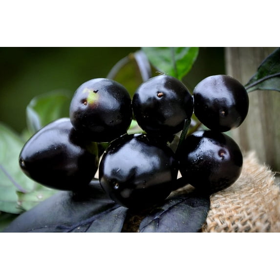 Black Pearl 10 Black Pearl Hot Pepper Plant Seed, Beautiful Dark Purple Foliage