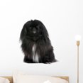 thumbnail image 1 of Black Pekingese 6 Years Wall Decal by Wallmonkeys Peel and Stick Graphic (18 in H x 18 in W) WM154240, 1 of 4