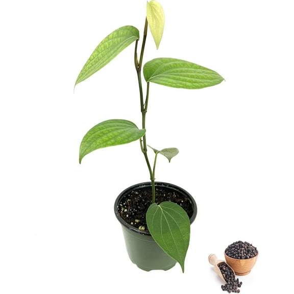 Black Pepper Plant - Live Vine in a 4 Inch Grower's Pot - Piper Nigrum - Grow Your Own Spices in The Garden