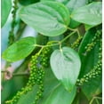 Black Pepper Plant Piper Nigrum LIVE PLANT