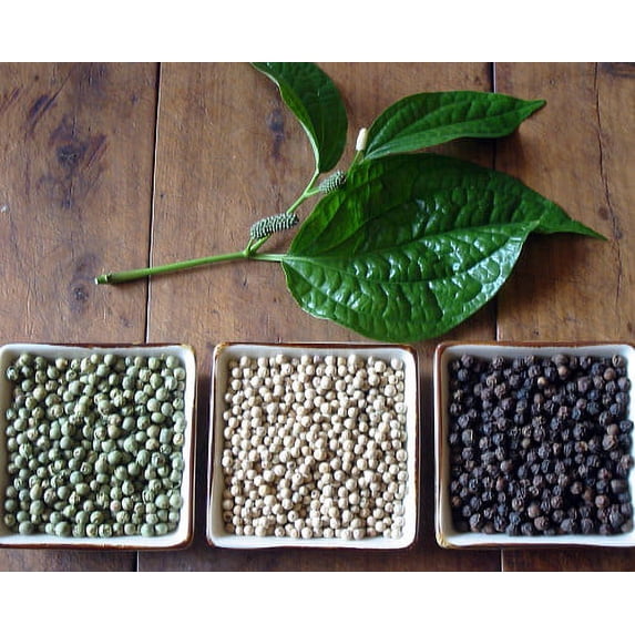 Black Pepper Plant - Piper nigrum - Grow Indoors or Out - 4" Pot