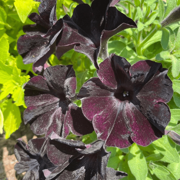 Black Petunia Live Plants, Petunia Flower Plants, Suitable for Indoor Outdoor Planting Garden, 4'' Pot