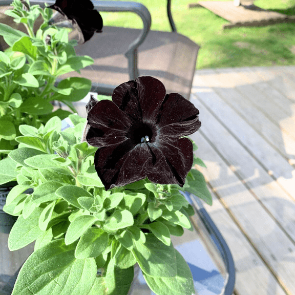 Black Petunia Plants Live, Petunia Flower Plants for Planting Garden Indoor Outdoor, 4'' Pot