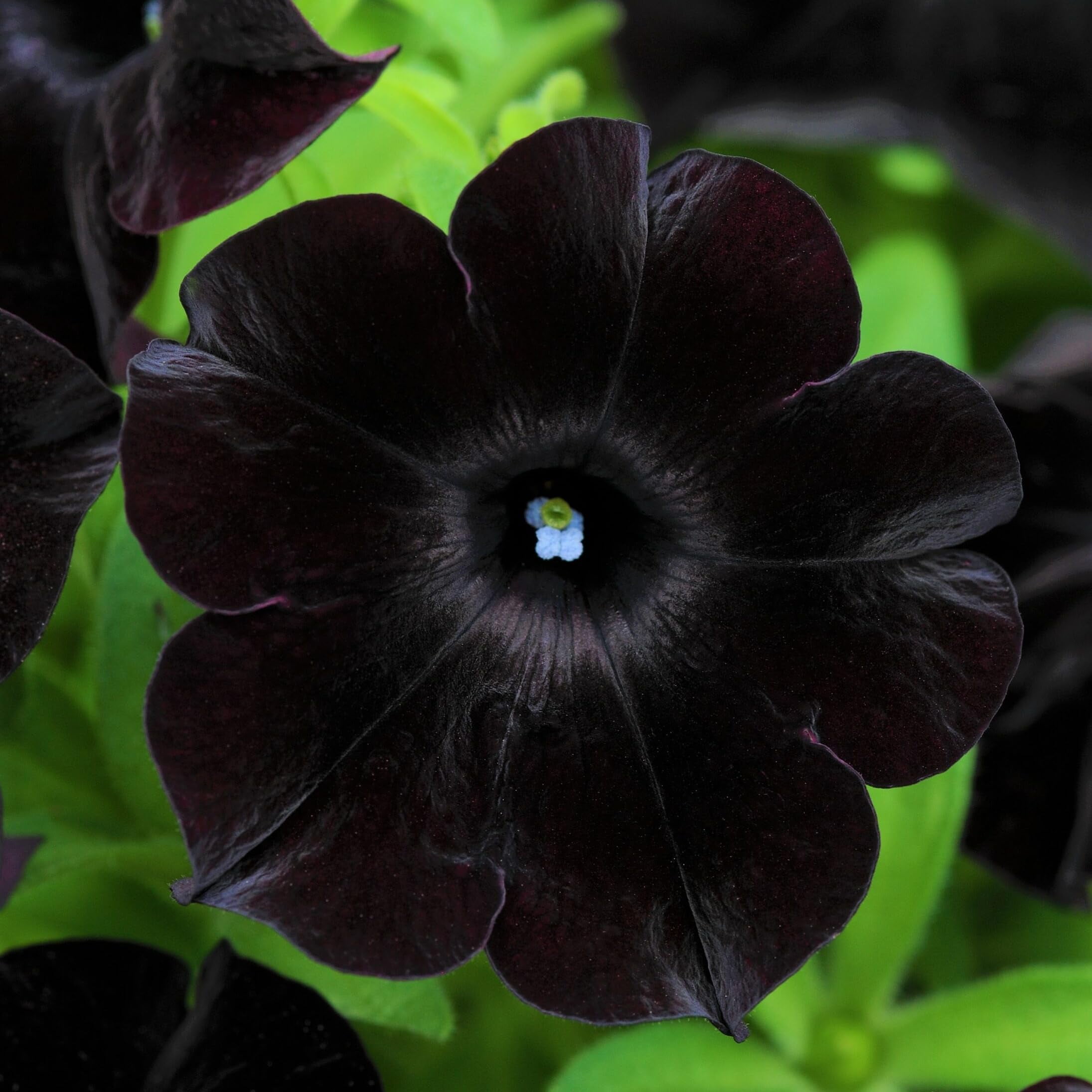 Black Petunia Seeds for Planting - Petunia H2FSDFlowers Seeds Garden ...