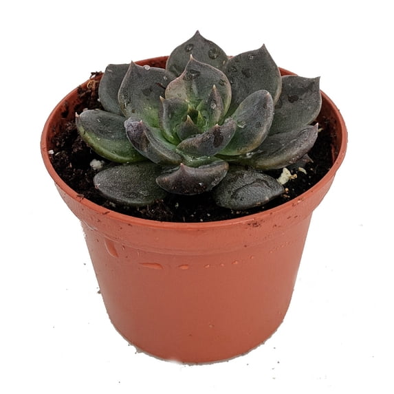 Black Prince Succulent - Echeveria - 2.5" Pot