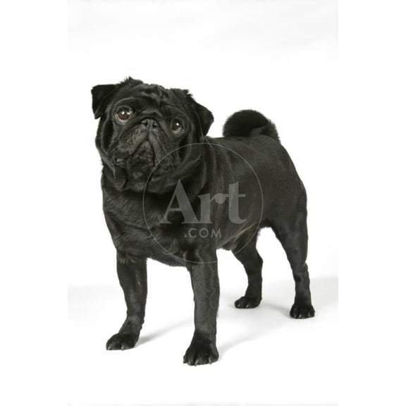 Black Pug, Animals Unframed Photographic Print Wall Art Sold by Art.Com