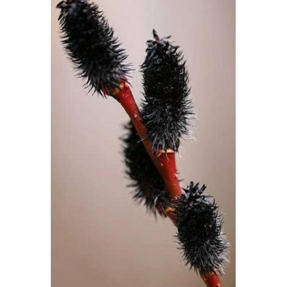 Black Pussy Willow Tree Cuttings to Grow 2 Cuttings