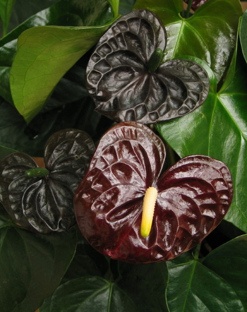 https://i5.walmartimages.com/seo/Black-Queen-Anthurium-Plant-Easy-to-Grow-Blooming-House-Plant-6-Pot_eca3f4a3-1011-4142-a0a1-bbf7eeeeb9ab_1.e82e795356c7c6317ae05fb3042a7823.jpeg