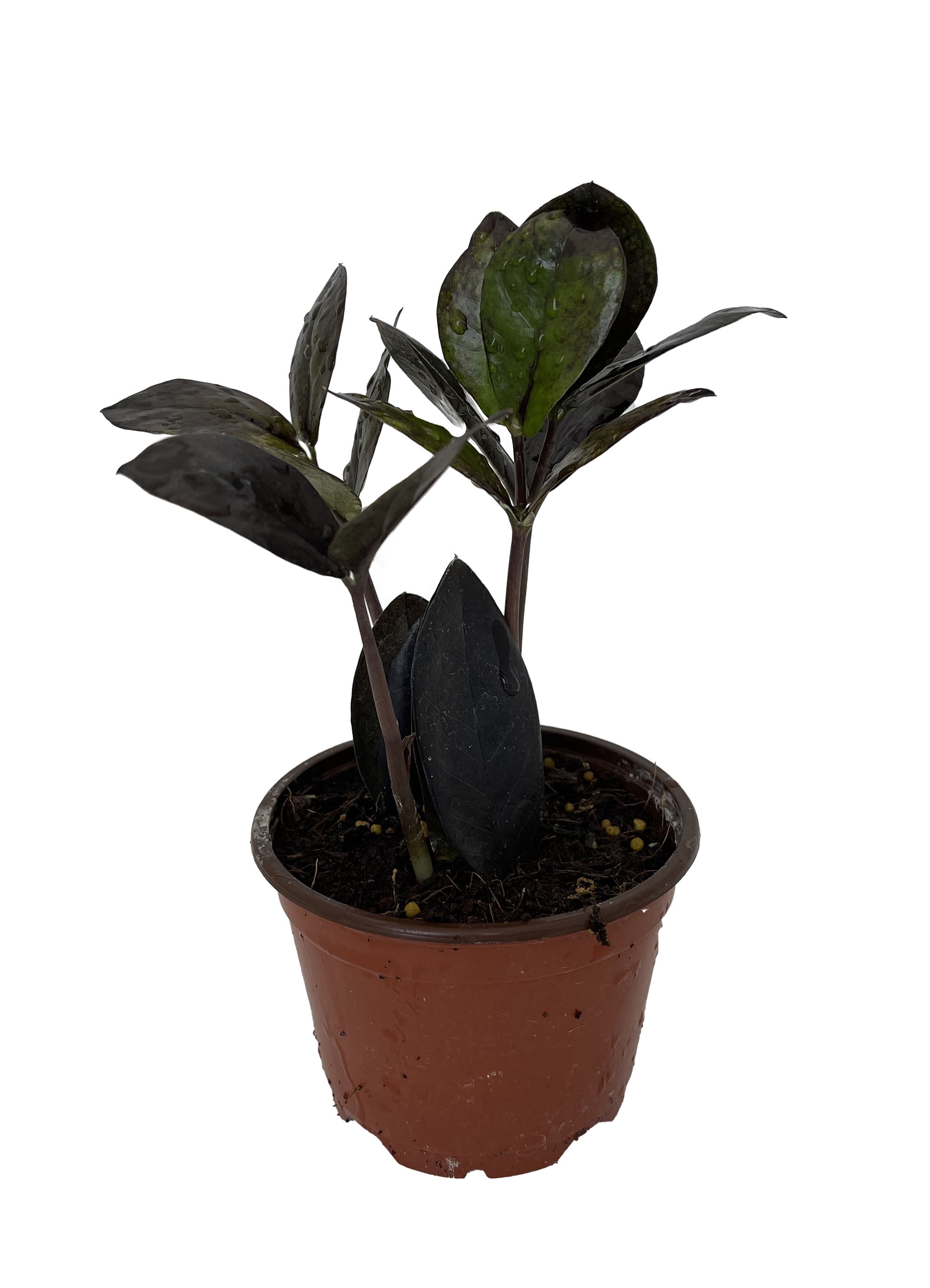 caring for a heartleaf philodendron Heartleaf Philodendron main image 1