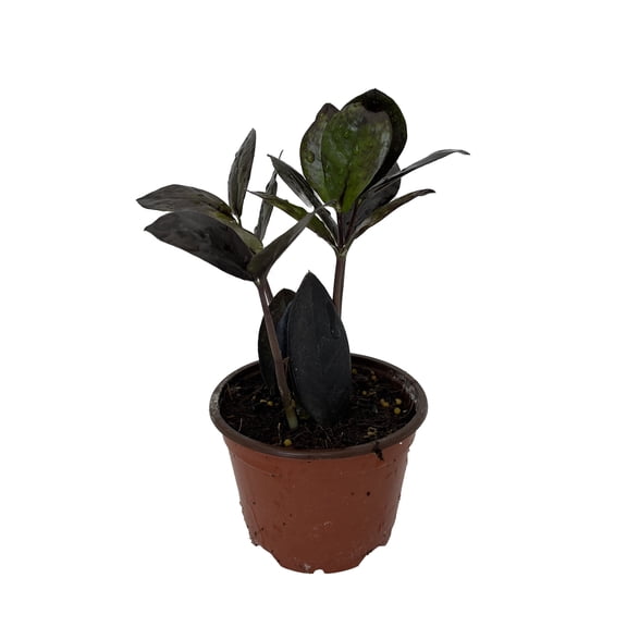 Black Queen ZZ Plant - Zamioculcas - 4" Pot - Collector's