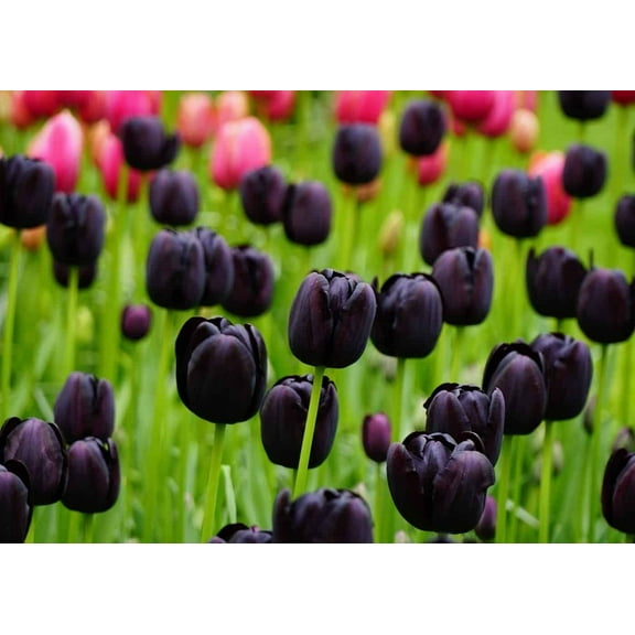 Black "Queen of The Night" Tulip Bulbs - Fresh Bulbs for Planting - Ship from Iowa, USA (10 Bulbs)