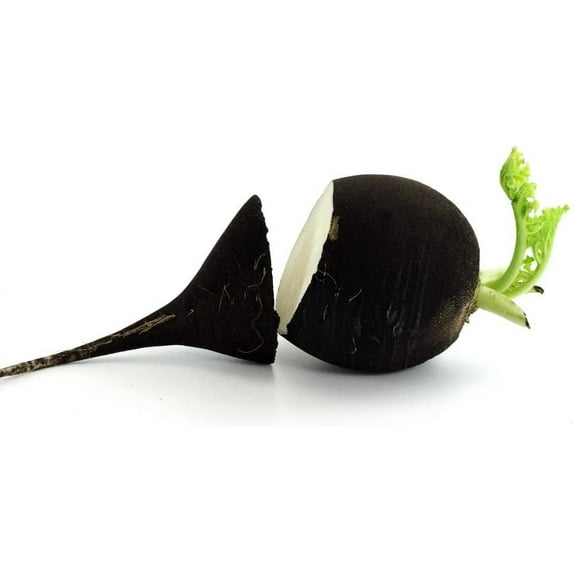Black Radish Seeds for Planting - 250+ Seeds - Rare Garden Vegetable Seeds