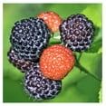 Black Raspberry Plant Live 6 to 10 Inch Tall, Everbearing Raspberry