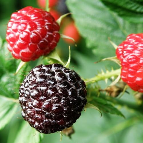 Black Raspberry Plant Live 6 to 10 Inch Tall, Everbearing Raspberry