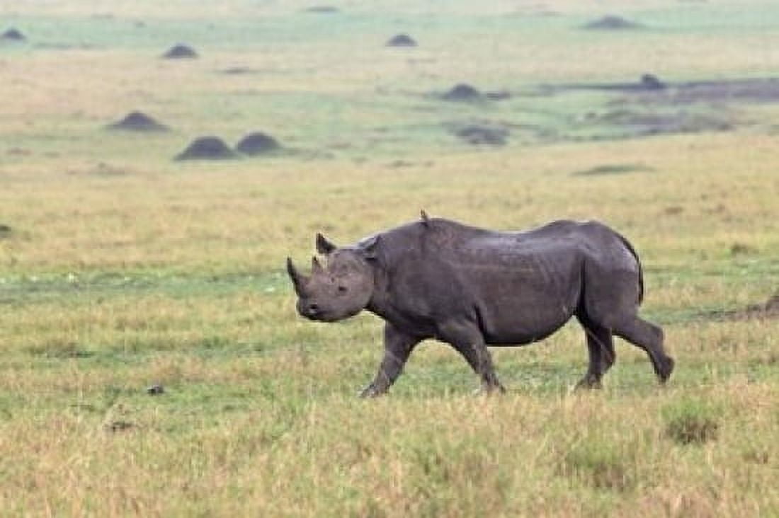 Black Rhino Maasai Mara Kenya Canvas Art - Adam Jones DanitaDelimont (24 x 15)