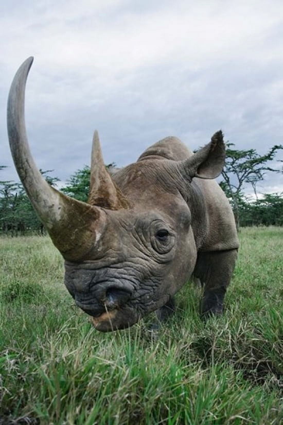 Black Rhinoceros Kenya Canvas Art - Adam Jones DanitaDelimont (12 x 17)