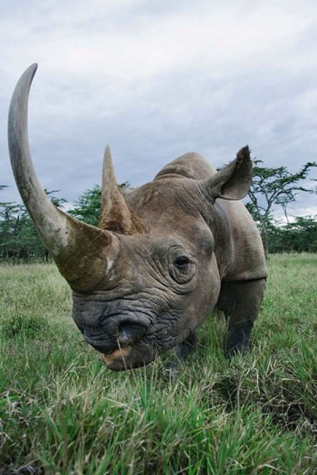 Black Rhinoceros Kenya Canvas Art - Adam Jones DanitaDelimont (24 x 35)