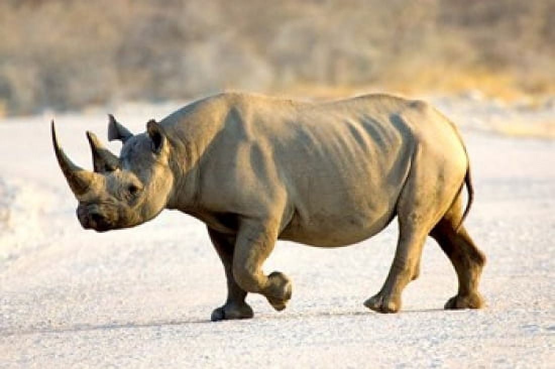 Black Rhinoceros Namibia Canvas Art - Joe Restuccia III DanitaDelimont (19 x 12)