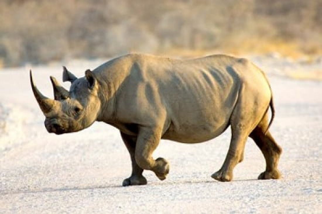 Black Rhinoceros Namibia Canvas Art - Joe Restuccia III  DanitaDelimont (38 x 25)