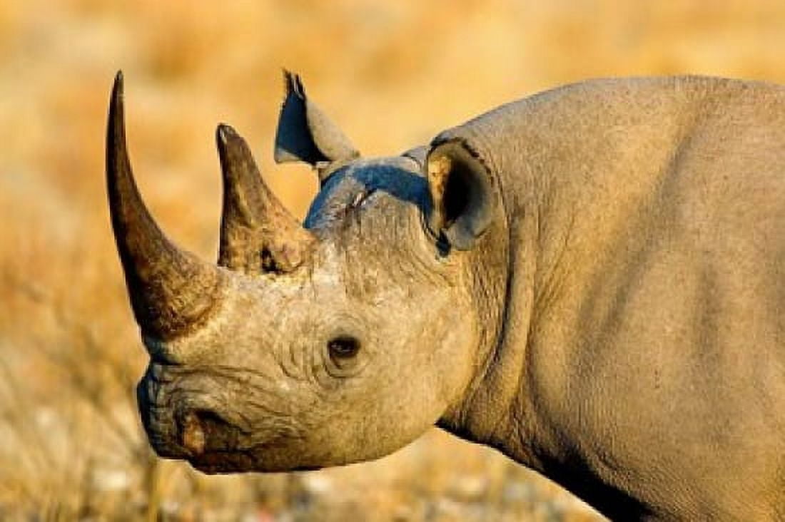 Black Rhinoceros at Halali Resort Namibia Canvas Art - Joe Restuccia III DanitaDelimont (38 x 25)