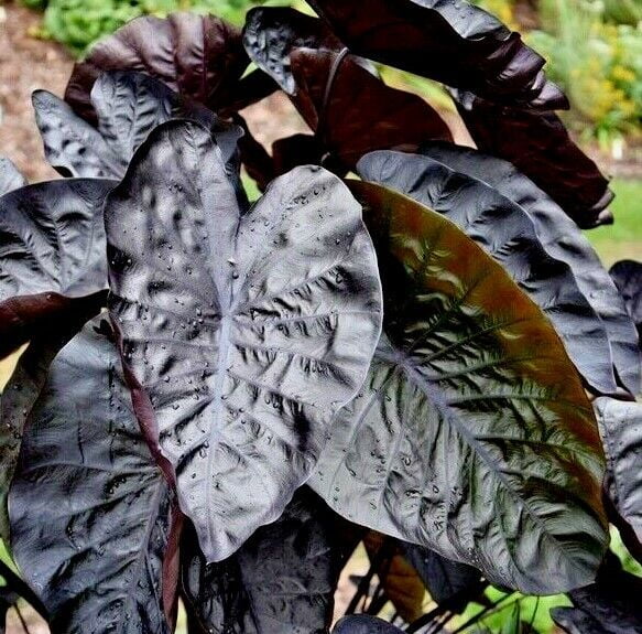 Black Ripple Elephant Ear (Puckered Up) Colocasia LIVE PLANT