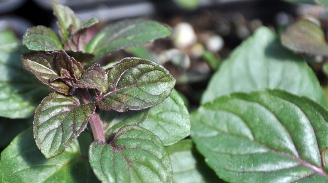 fungicide plant spray Bonide Sulfur Fungicide Dust main image 0