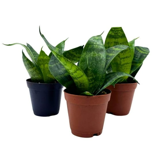 Black Robusta Snake Plant 2 inch Set of 3 Green Striped Dwarf Rosette Sansevieria Tiny Mini Pixie Plants