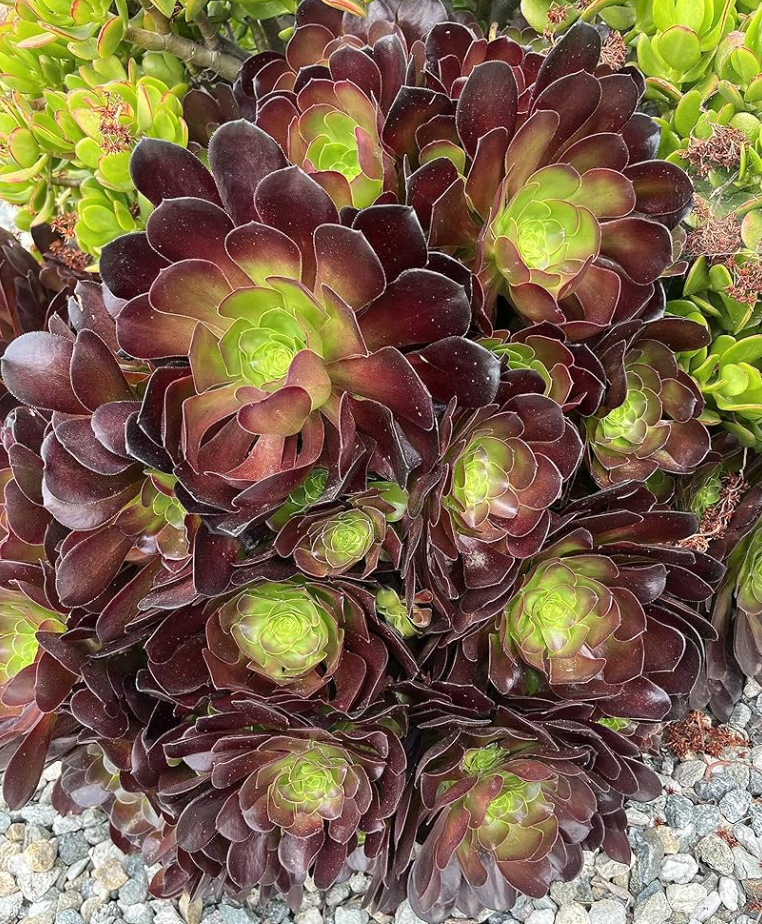 Black Rose Aeonium Succulents Plant Live, Aeonium Plant, House Plant Live  Indoor Outdoor, 2 Inc Potted - Walmart.com