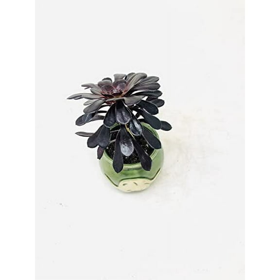 Black Rose Tree 'Aeonium arboreum' Native Elephant Round Vase / Rare - Easy to Grow!