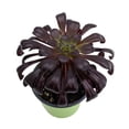thumbnail image 1 of Black Rose Tree - Aeonium arboreum 'Zwartkop' -RARE- Collector's Series - 4" Pot, 1 of 3
