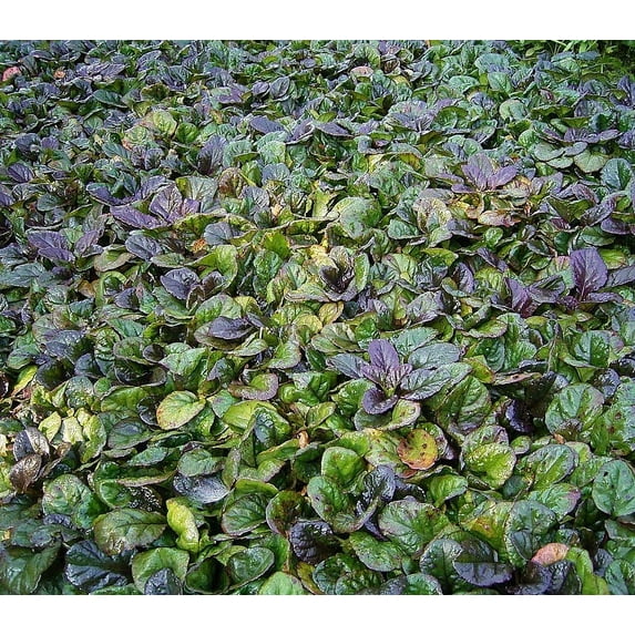 Black Scallop: Ajuga reptans - Three 4 Inch Pots--3 PLANTS