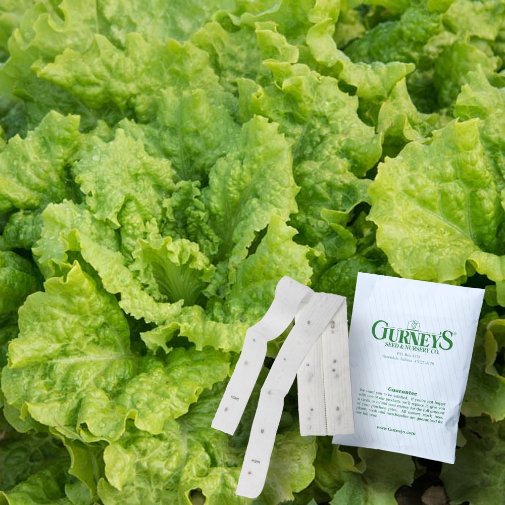 BlackSeeded Simpson Leaf Lettuce 2 seed tapes measuring 7.5 feet long each