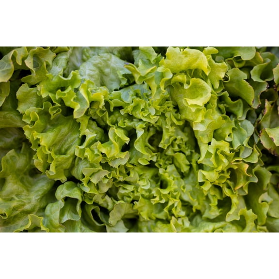 Black Seeded Simpson Lettuce Seeds/Annual/Full Sun/112K Seeds 1/4lb/ Zellajake Farm and Garden - B45