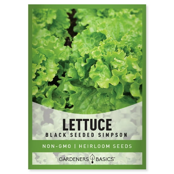Black Seeded Simpson Lettuce Seeds