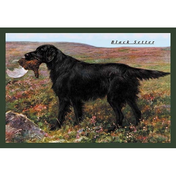 Black Setter Fine art canvas print (20" x 30")