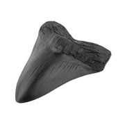 Fossilized Megalodon Shark Tooth -Resin ornaments V2U7