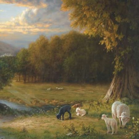 Black Sheep Canvas Art - Mark Missman (24 x 24)