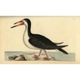 thumbnail image 1 of Black Skimmer, Rynchops Niger Poster Print By ® Florilegius Mary Evans (36 X 24), 1 of 3