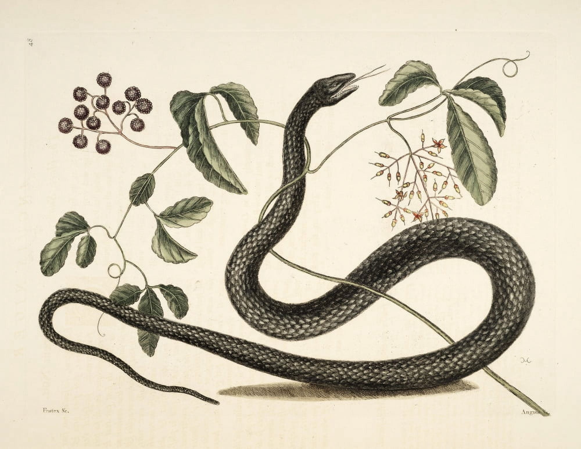 Black Snake Canvas Art - Mark Catesby (24 x 36)