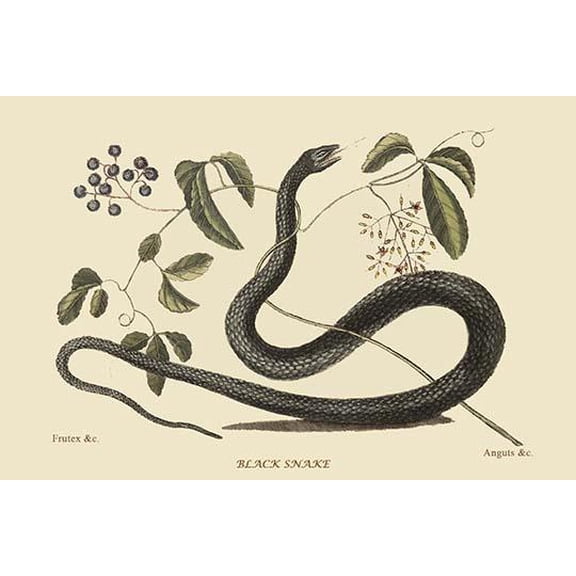 Black Snake-Fine Art Canvas Print (20" x 30")