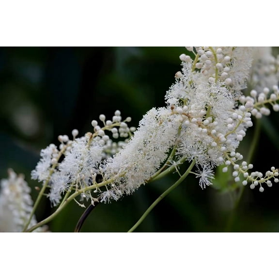 Black Snakeroot Seeds for Planting (15 Seeds) - Rare Plant - Cimicifuga racemosa
