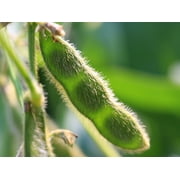 Black Soybean Seeds - 100+ Seeds High Protein, Non-GMO - Grow Your Own Superfood and savor the delicious flavors they bring to your meals. Enjoy as edamame, tofu, or in various culinary creations