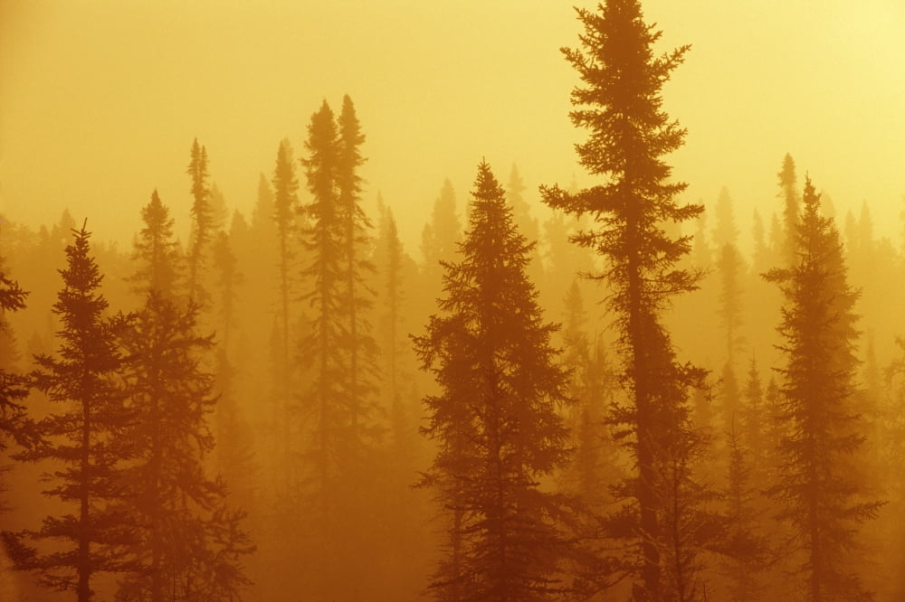 Black Spruce Bog In Fog At Sunrise Boreal Forest In Upsala Ontario Canvas Art - Mike Grandmaison Design Pics (17 x 11)