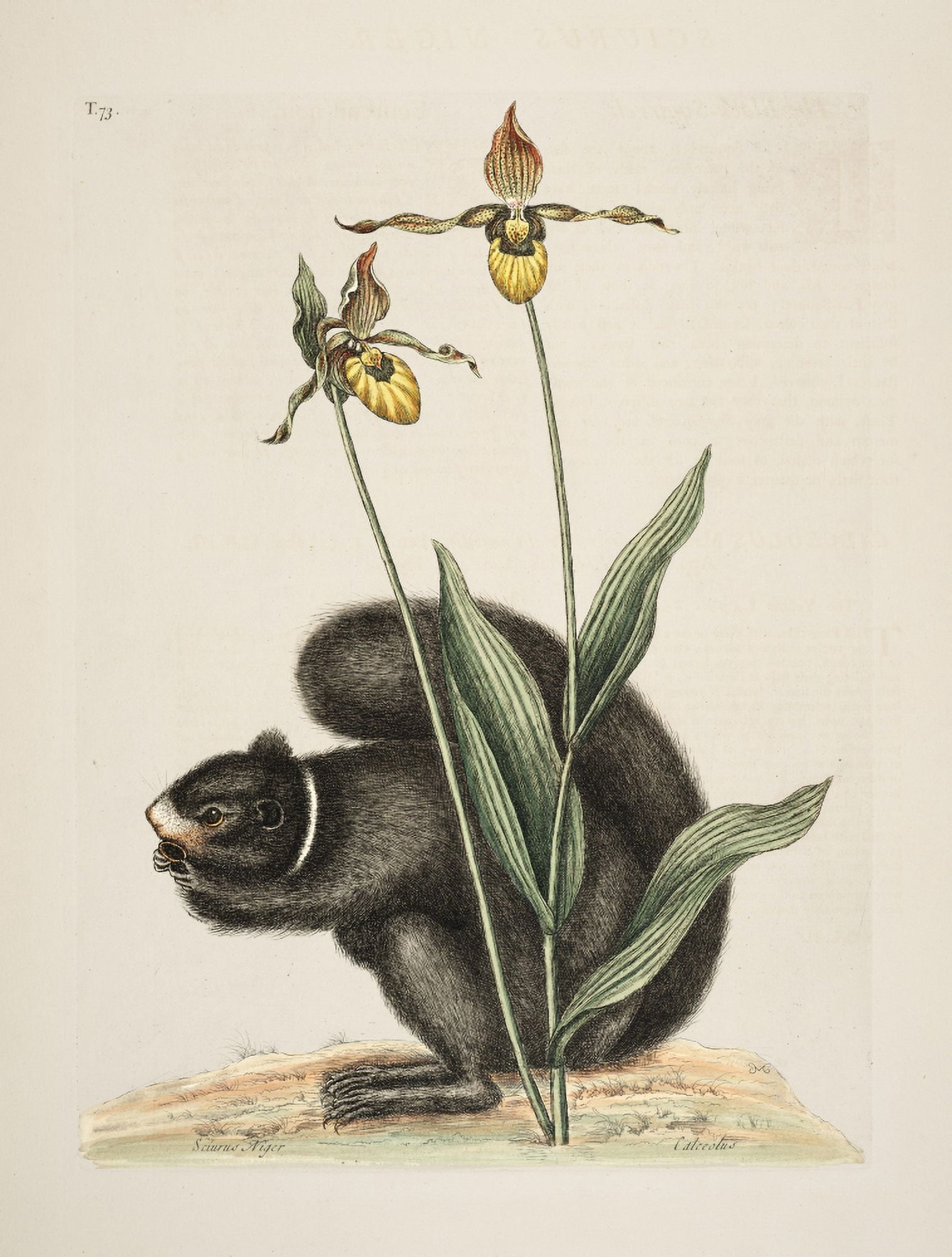 Black Squirrel Canvas Art - Mark Catesby (24 x 36)