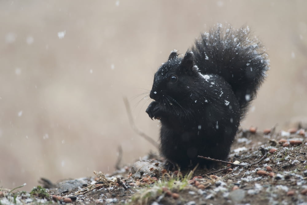 Black Squirrel Sitting In A Light Snowfall Eating A Peanut Ontario Canada Canvas Art - Amy Kay Design Pics (38 x 24)