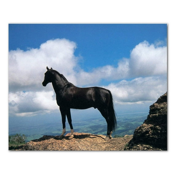 Black Stallion Horse Stands on Bluff Western Photo Wall Picture 8x10 Art Print