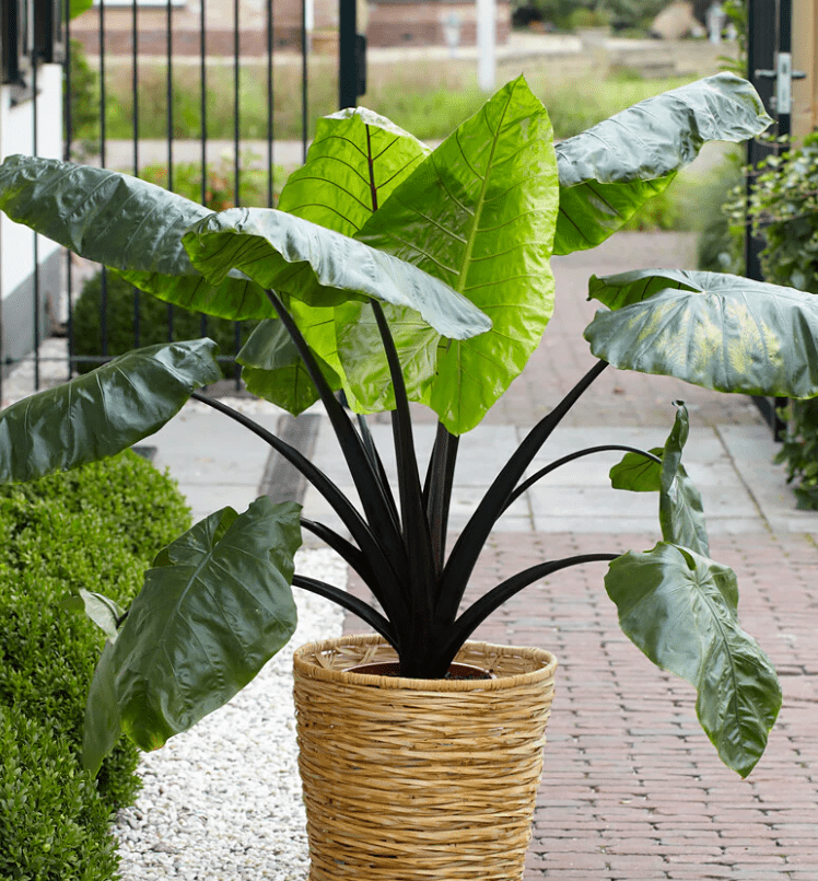 Black Stem Alocasia Plant 4-8 Inch Tall, Tropical Alocasia Indoor Houseplant, Well Rooted Elephant Ear for Growing